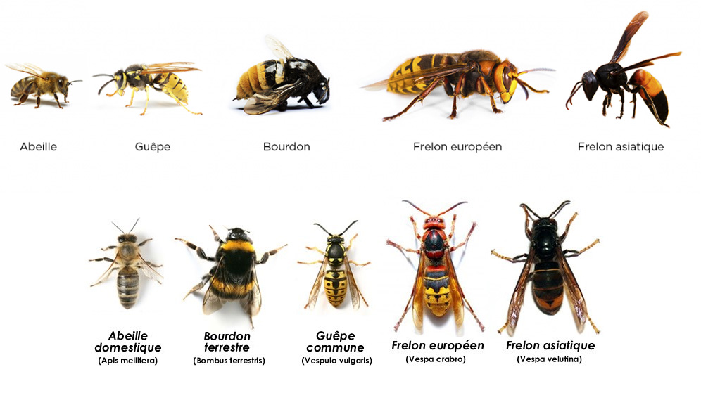 Frelon 3