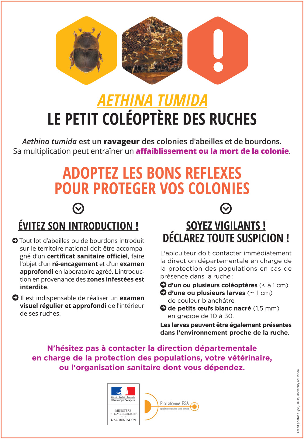 Affiche Aethina