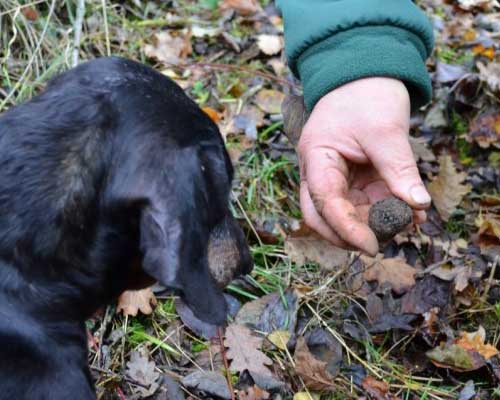 cavage chien