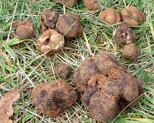 truffe